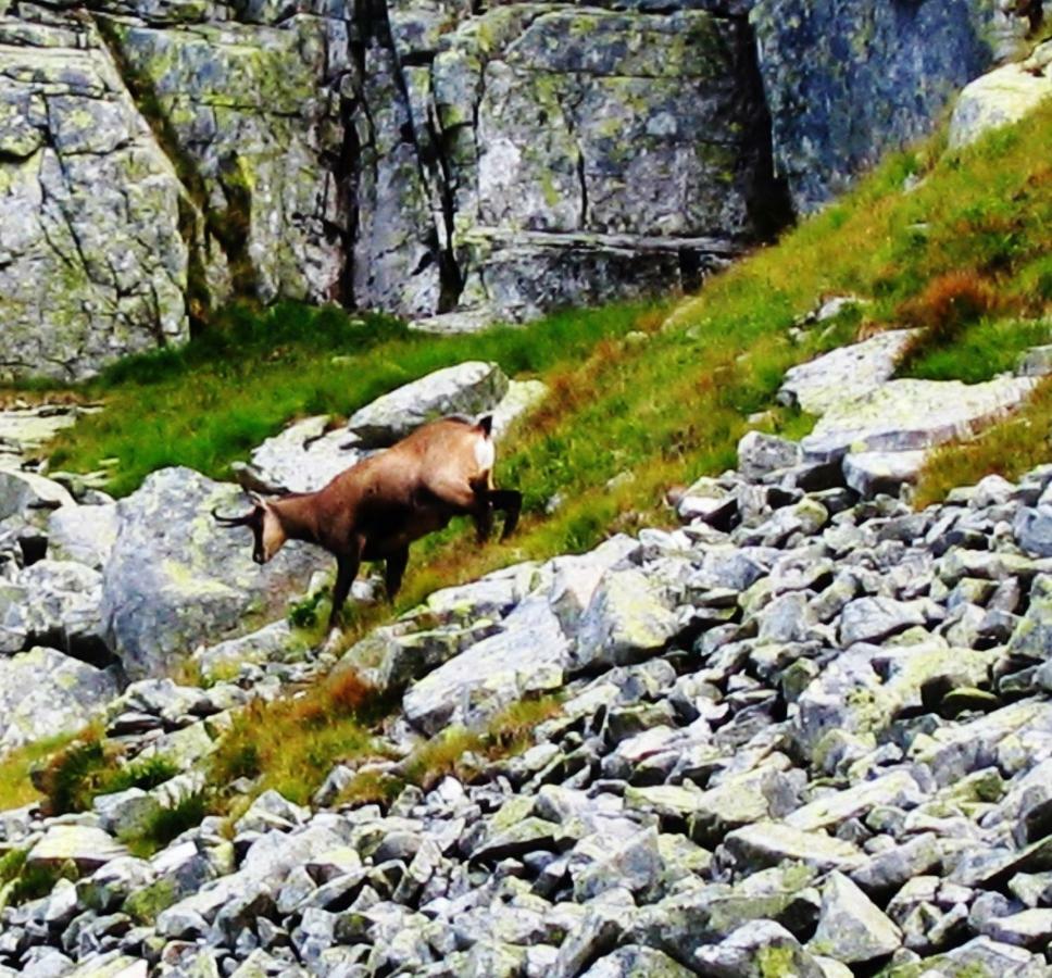 Penzion Alfa Tatry Stará Lesná Esterno foto